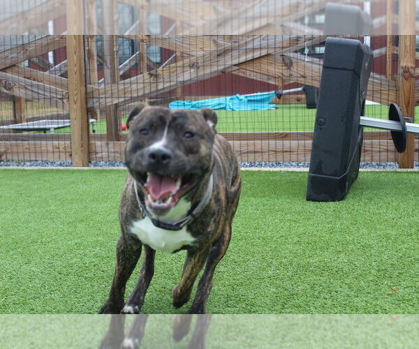 Medium Photo #2 Mutt Puppy For Sale in Chestertown, MD, USA