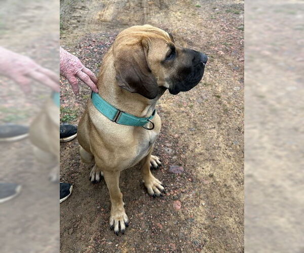 Medium Photo #13 Brazilian Mastiff-Great Dane Mix Puppy For Sale in Jasper, AL, USA