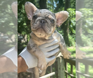 French Bulldog Puppy for sale in DECATUR, GA, USA