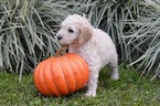 Small Photo #3 Goldendoodle Puppy For Sale in DOWLING PARK, FL, USA