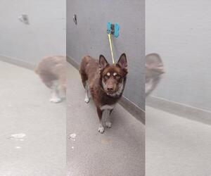 Siberian Husky-Unknown Mix Dogs for adoption in Las Vegas, NV, USA