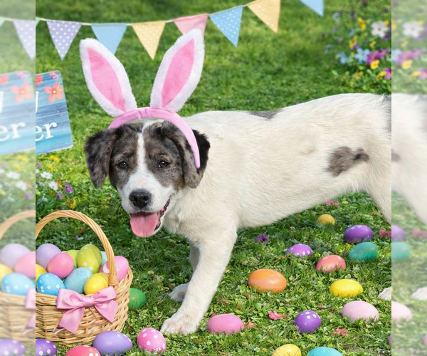 Medium Photo #3 Borador Puppy For Sale in Yardley, PA, USA