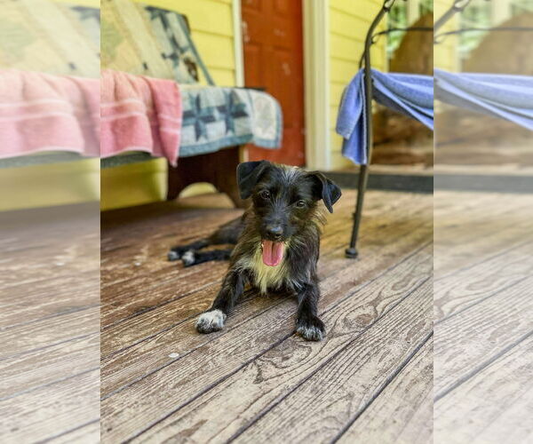 Medium Photo #3 Mutt Puppy For Sale in Arlington, WA, USA