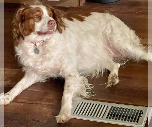 Medium Photo #3 Brittany Puppy For Sale in Curwensville, PA, USA