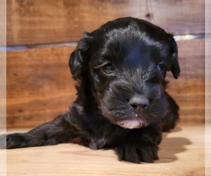 Cavapoo Puppy for sale in PINK HILL, NC, USA