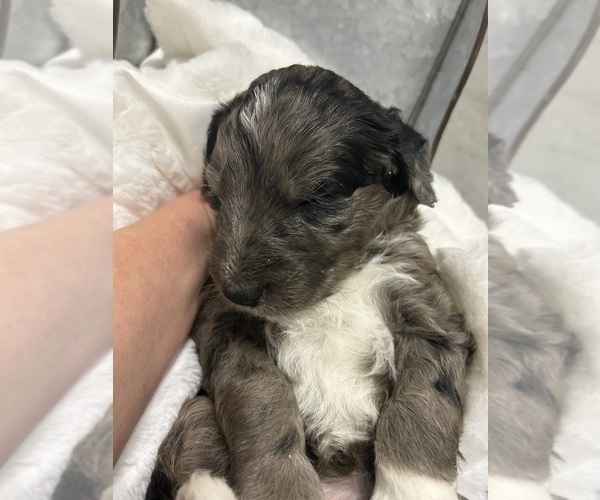 Medium Photo #7 Aussiedoodle Puppy For Sale in PASCAGOULA, MS, USA