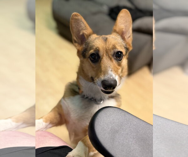 Medium Photo #3 Mutt Puppy For Sale in Anchorage, AK, USA