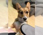 Small #2 Mutt
