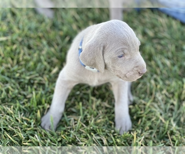 Medium Photo #25 Weimaraner Puppy For Sale in WILLOWS, CA, USA