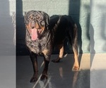 Small Photo #8 Rottweiler Puppy For Sale in AURORA, CO, USA