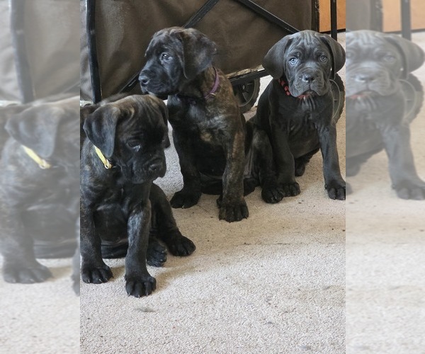 Medium Photo #25 Cane Corso Puppy For Sale in BLANCA, CO, USA