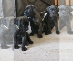 Small #24 Cane Corso