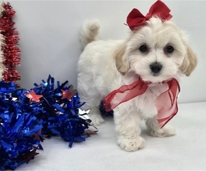 Maltipoo (Miniature) Puppy for sale in AKRON, OH, USA