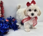 Small Maltipoo (Miniature)