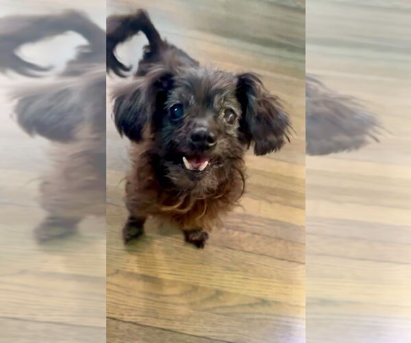 Medium Photo #3 Shih Tzu Puppy For Sale in Mooresville, NC, USA