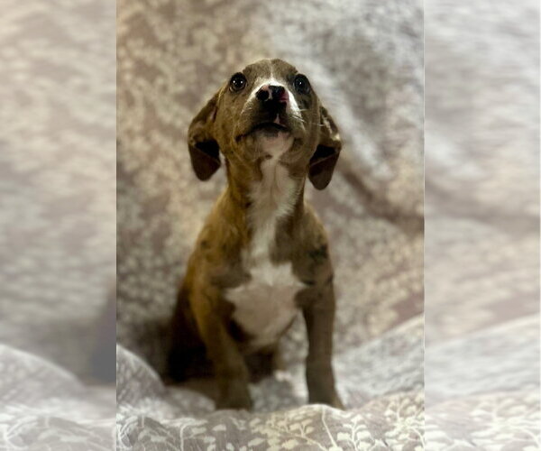 Medium Photo #1 Catahoula Leopard Dog-Unknown Mix Puppy For Sale in Sterling, MA, USA
