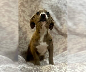 Catahoula Leopard Dog-Unknown Mix Dogs for adoption in Sterling, MA, USA