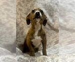 Small Catahoula Leopard Dog Mix