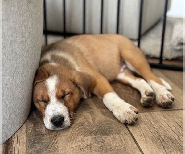 Medium Photo #3 Australian Shepherd-Unknown Mix Puppy For Sale in Genesee, WI, USA