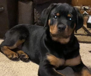 Rottweiler Puppy for sale in BEAVER FALLS, PA, USA