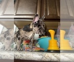 Small Photo #24 Boston Terrier-Faux Frenchbo Bulldog Mix Puppy For Sale in ROUND LAKE, IL, USA