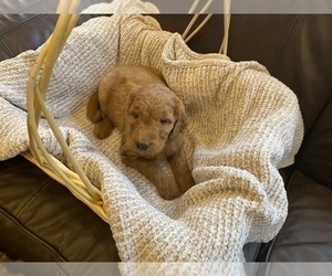 Goldendoodle-Irish Doodle Mix Puppy for sale in CHARLOTTESVILLE, VA, USA