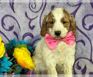 Goldendoodle Puppy for sale in LANCASTER, PA, USA