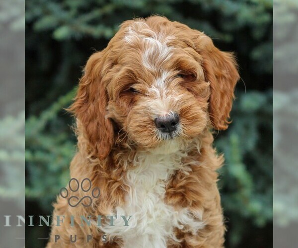 Medium Photo #1 Goldendoodle (Miniature) Puppy For Sale in EAST EARL, PA, USA