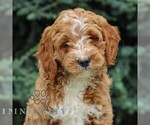 Small Goldendoodle (Miniature)