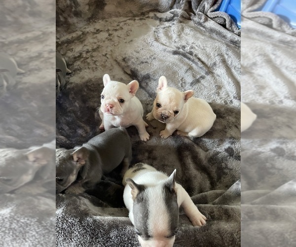 Medium Photo #8 French Bulldog Puppy For Sale in SHERWOOD, AR, USA
