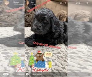Goldendoodle Puppy for sale in ROSE HILL, KS, USA