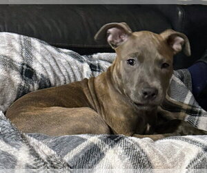 Athena the Pittie - Female American Pit Bull Terrier-Unknown Mix Dog for Adoption - Photo #14