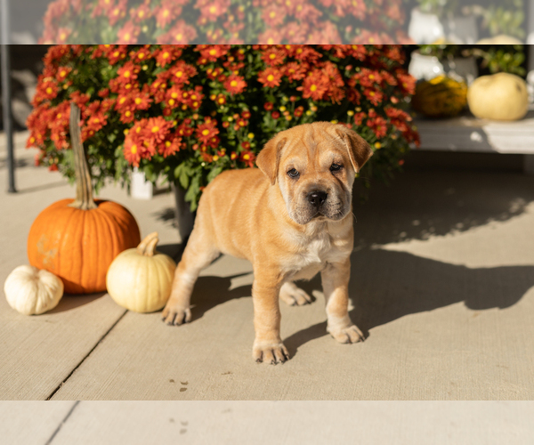 Medium Photo #1 Cocker-Pei Puppy For Sale in MILLERSBURG, IN, USA