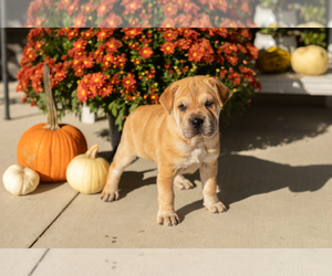 Cocker-Pei Puppy for Sale in MILLERSBURG, Indiana USA