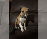 Small #8 Mutt