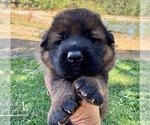 Small #3 German Shepherd Dog