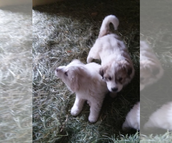 Medium Photo #3 Great Pyrenees Puppy For Sale in RONAN, MT, USA