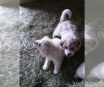 Small Photo #3 Great Pyrenees Puppy For Sale in RONAN, MT, USA