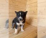 Small Photo #22 Siberian Husky Puppy For Sale in INMAN, SC, USA