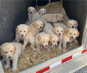 Golden Pyrenees Puppy for Sale in KILLEEN, Texas USA