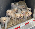 Small Photo #1 Golden Pyrenees Puppy For Sale in KILLEEN, TX, USA