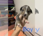 Small Photo #9 Australian Shepherd Puppy For Sale in WHITLEY CITY, KY, USA