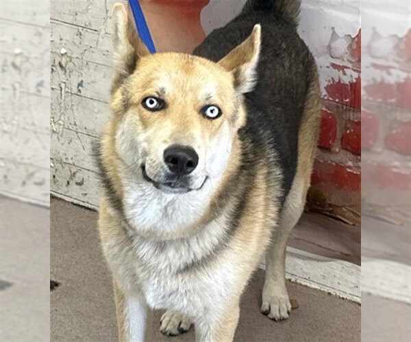Medium Photo #1 Gerberian Shepsky Puppy For Sale in San Bernardino, CA, USA