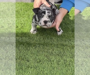 Medium American Bully