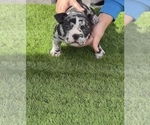 Small American Bully