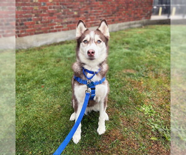 Medium Photo #1 Siberian Husky Puppy For Sale in Boston, MA, USA