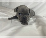 Small Photo #2 French Bulldog Puppy For Sale in HACK, NJ, USA