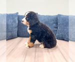 Small #1 Bernese Mountain Dog