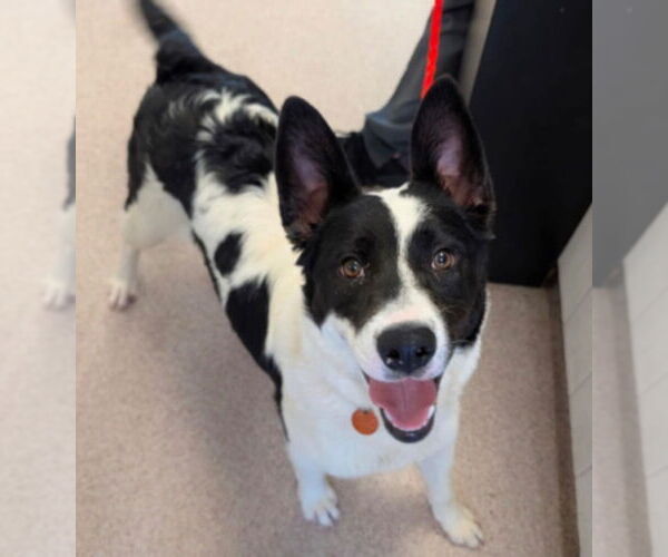 Medium Photo #2 Border Collie-Unknown Mix Puppy For Sale in Canton, CT, USA