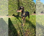 Small #2 Miniature Pinscher